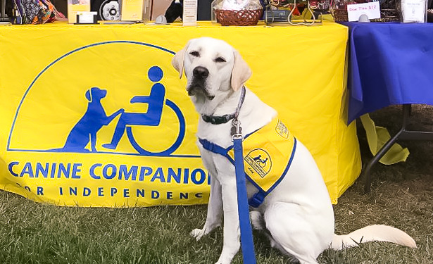 Diggy the Dog - Raised by the Champlin Family for Canine Companions for Independence